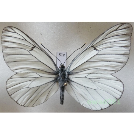 Aporia crataegi (Linnaeus, 1758) male Poland81e